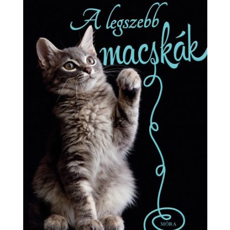 A legszebb macskák