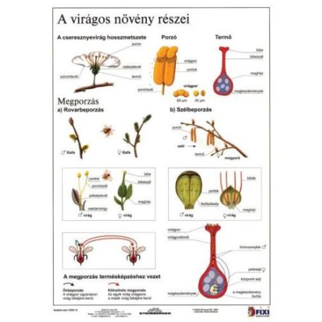 A virágos növény részei - munkalap