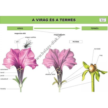 A virág és a termés - munkalap